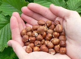 Yeşil altın rekor kırdı!