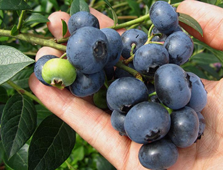 Ekeni paraya boğacak bitki G1