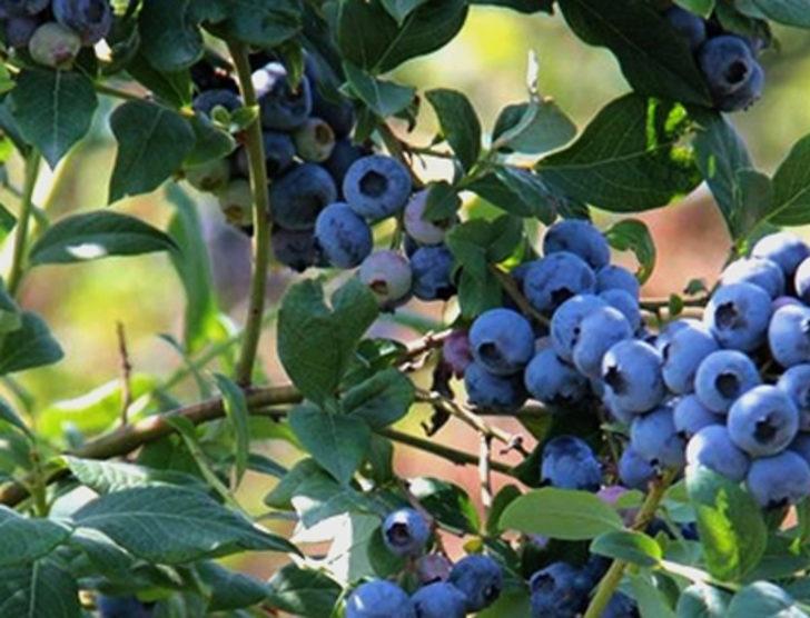 Ekeni paraya boğacak bitki G5