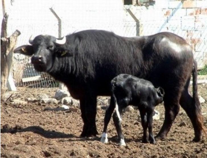 Bu işleri yapanlar paraya para demiyor G4