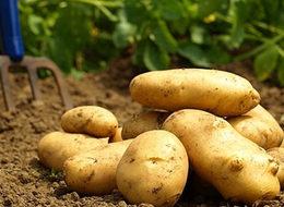 Bu yıl herkes patates ekecek