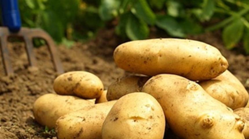 Bu yıl herkes patates ekecek