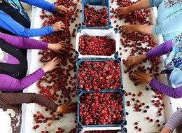 Kirazda 'Rusya korkusu'