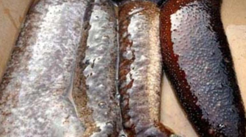 Kaçak midye ve deniz patlıcanı ele geçirildi