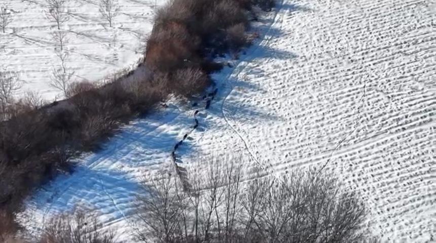 Elazığ&rsquo;da domuz s&uuml;r&uuml;s&uuml; g&ouml;r&uuml;ld&uuml;