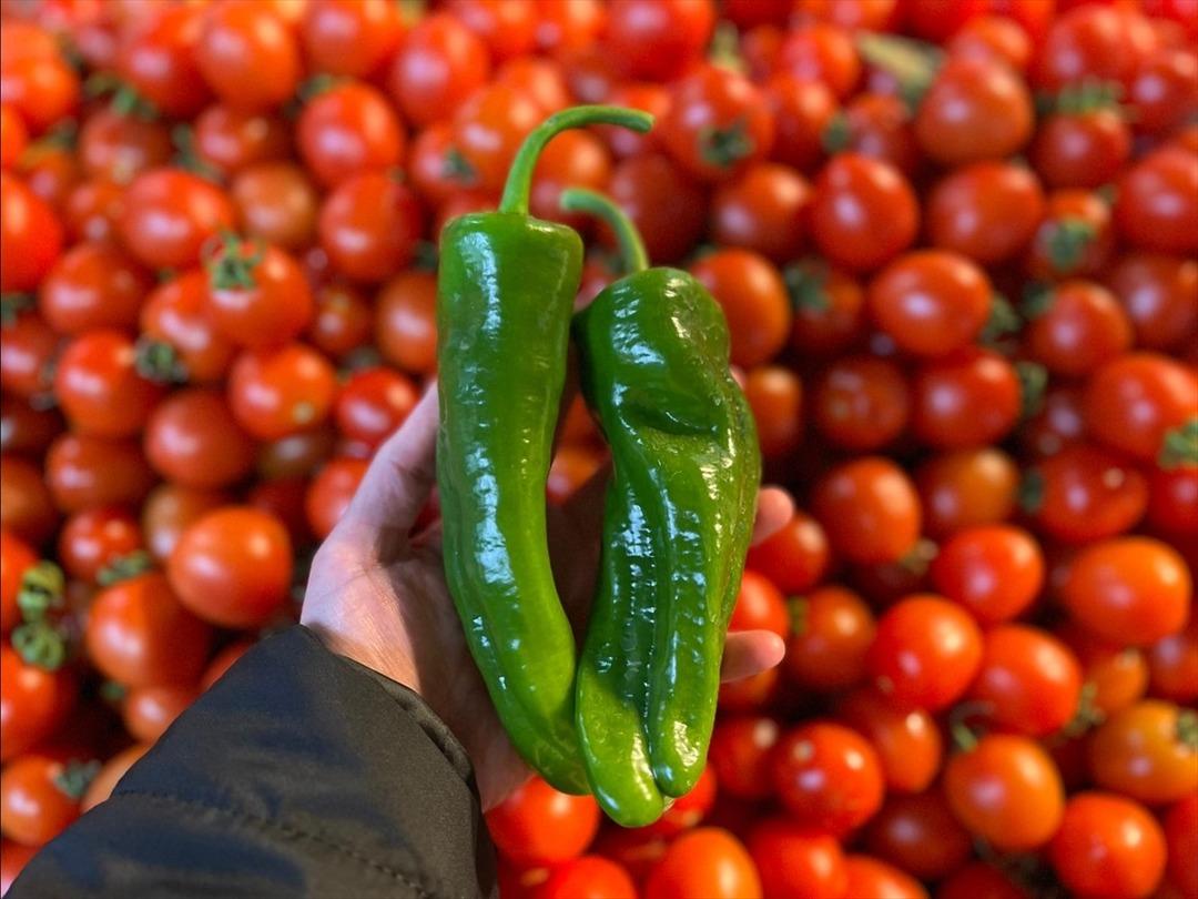 Batı Akdeniz de ihracat şampiyonu oldu! "B&ouml;lgemizde her yıl domates ilk sırada olurdu" 1