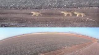 Karaman’da aç kalan kurtlar ovaya indi