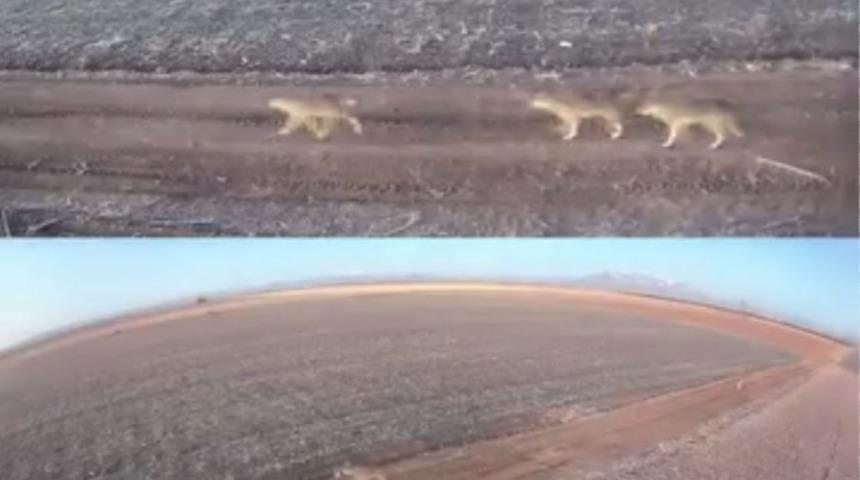 Karaman&rsquo;da a&ccedil; kalan kurtlar ovaya indi