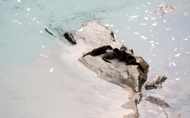 Fırat Nehri’nde 4 su samuru görüntülendi 1