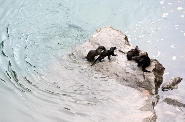 Fırat Nehri’nde 4 su samuru görüntülendi 2