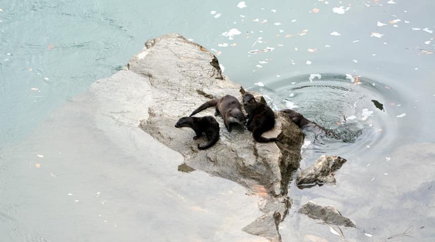 Fırat Nehri&rsquo;nde 4 su samuru g&ouml;r&uuml;nt&uuml;lendi