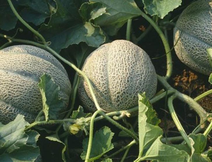 Araba parasına kavun! G2