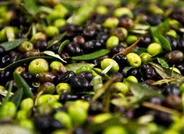 Zeytinde son 20 yılın rekoru