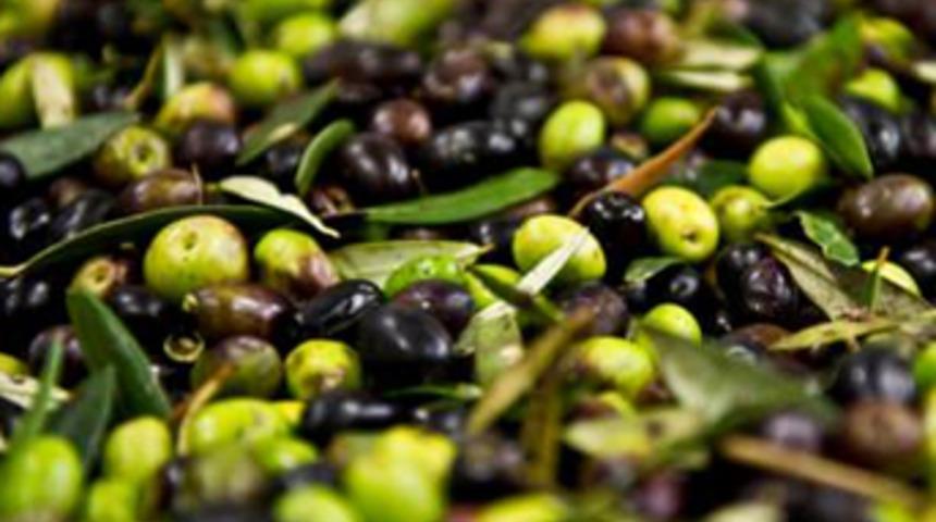 Zeytinyağı için kokrutan tahmin