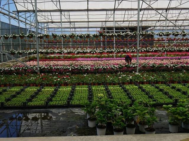 'Rekor b&uuml;y&uuml;me' S&uuml;s bitkileri ve mamulleri ihracatında y&uuml;zde 13,7 artış