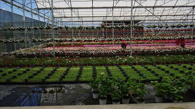 'Rekor büyüme' Süs bitkileri ve mamulleri ihracatında yüzde 13,7 artış