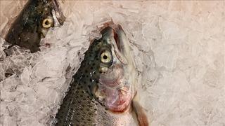 'Talep arttı' İhracatı 2025'te 520 milyon doları aştı! 34 ülkeye satıldı