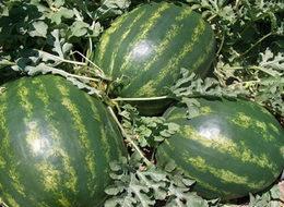 Karpuzda hasat başladı