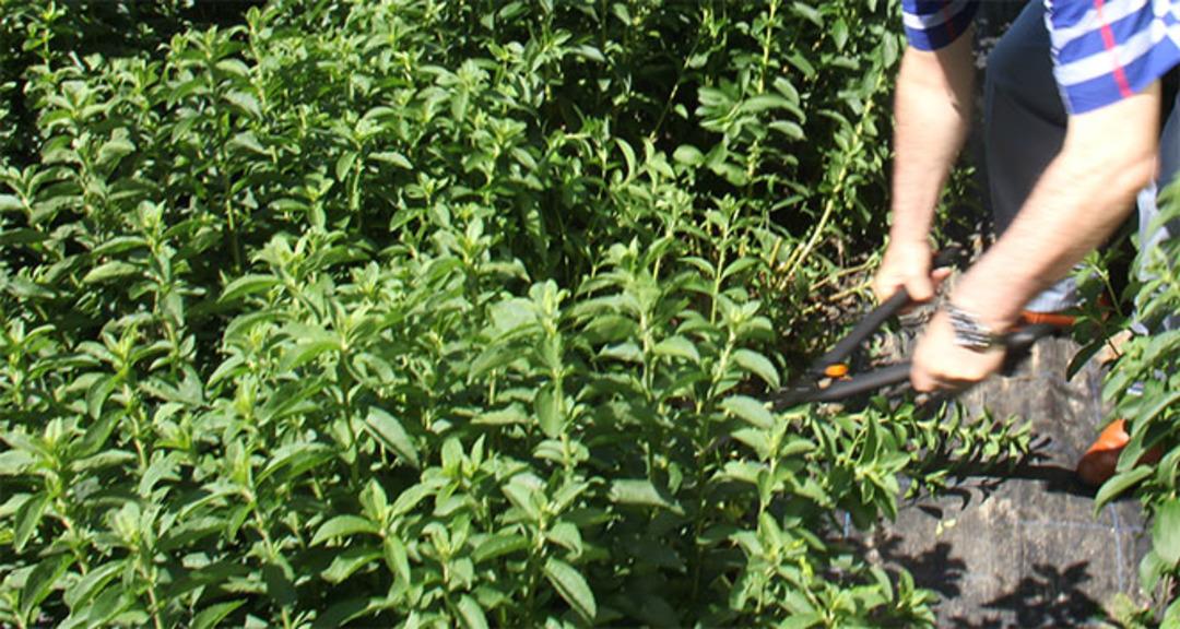 Altınla kıyaslanıyor, şekeri tahttan ediyor: Bu yaprağın kilosu servet değerinde 3