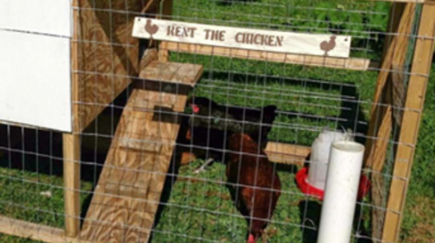 Kiralık tavuk uygulaması