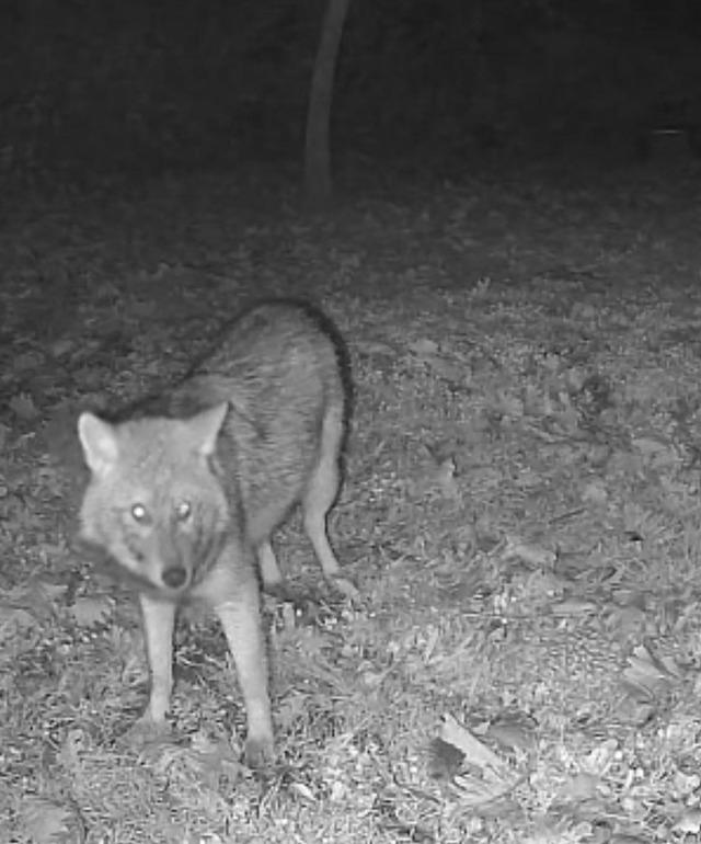Terkos G&ouml;l&uuml; kıyısında gece s&uuml;rprizi: Karavan kamp&ccedil;ısının kamerasına kurt yansıdı 1