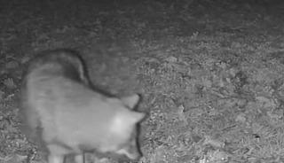 Terkos G&ouml;l&uuml; kıyısında gece s&uuml;rprizi: Karavan kamp&ccedil;ısının kamerasına kurt yansıdı