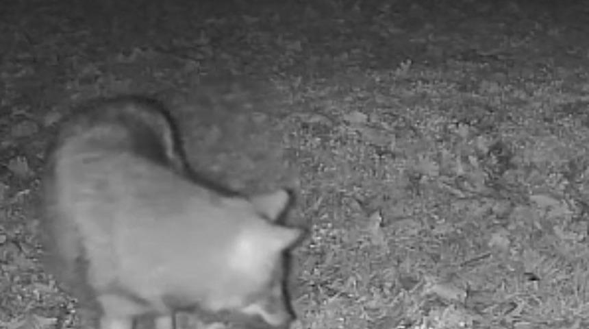 Terkos G&ouml;l&uuml; kıyısında gece s&uuml;rprizi: Karavan kamp&ccedil;ısının kamerasına kurt yansıdı