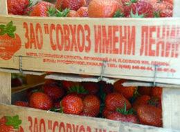 Rusya, 18 ton çilek ve 20 ton domatesi geri gönderdi