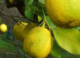 Mayıs ayının zam şampiyonu limon