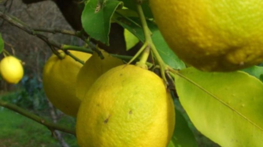 Limon üreticisinin keyfi yerinde