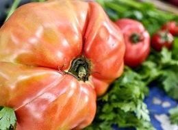 Dev domatesler elde kaldı