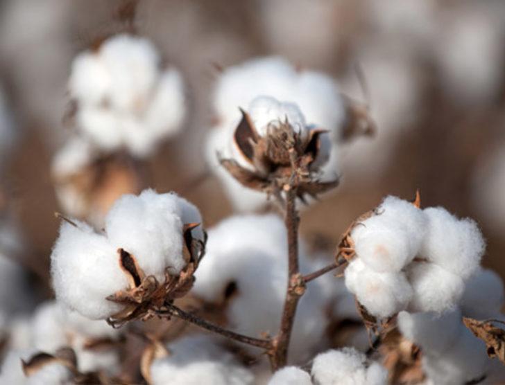 Parasını ona yatıran bin pişman! G3