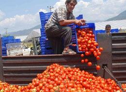 Domatesin kasası 2 TL'ye düştü