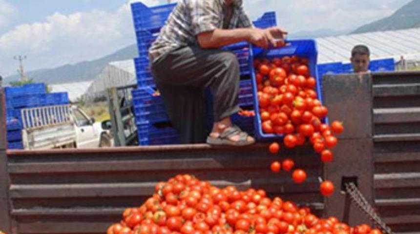 Domatesin kasası 2 TL'ye düştü