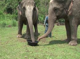 Dışkısından çıkanı almak için dünya sırada! Kilosu 1880 dolar