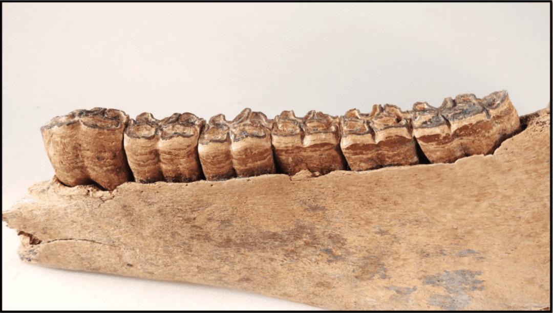 Tarihte İnsanların Para Yerine Kullandığı En Garip Şeyler 10