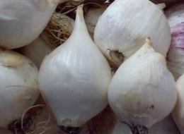 Bu sarımsağı koparana 38 bin TL ceza