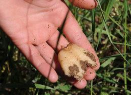 Doğu'nun altını! Ekeni 1 ayda zengin ediyor