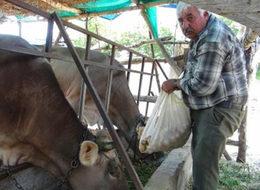 Bir ay önce 5 liraydı şimdi hayvanlara yem oldu