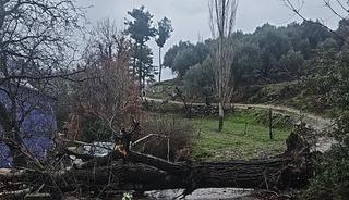 Asırlık kavak ağacı fırtınaya dayanamadı