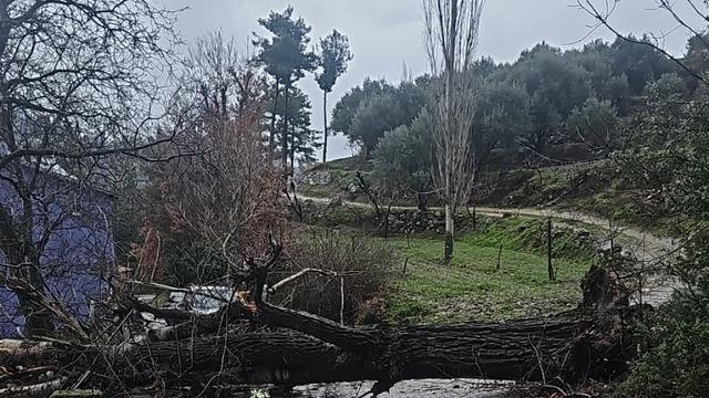 Asırlık kavak ağacı fırtınaya dayanamadı