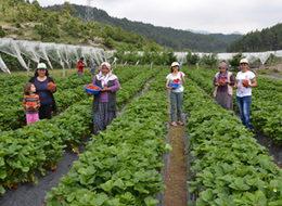 Balkona süs olsun diye almıştı, köşeyi döndü!