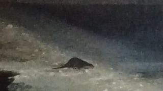 Son dakika: Buz tutan &Ccedil;oruh&rsquo;ta su samuru heyecanı: Vatandaşlar "gel gel" diye seslendi