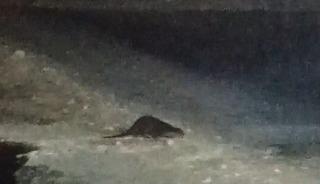 Buz tutan &Ccedil;oruh&rsquo;ta su samuru heyecanı: Vatandaşlar "gel gel" diye seslendi