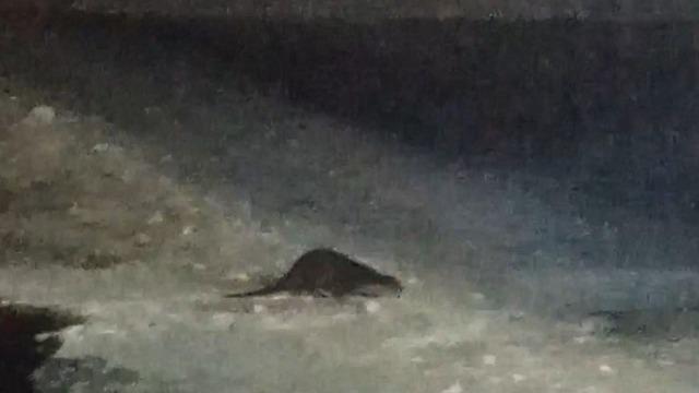 Buz tutan Çoruh’ta su samuru heyecanı: Vatandaşlar gel gel diye seslendi