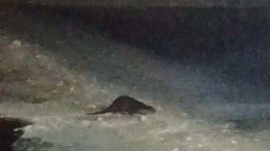 Buz tutan &Ccedil;oruh&rsquo;ta su samuru heyecanı: Vatandaşlar "gel gel" diye seslendi