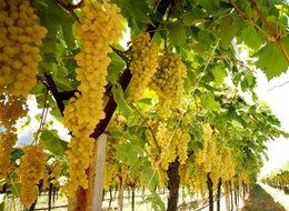 Bağlarda don ve dolu rekolteyi vuracak