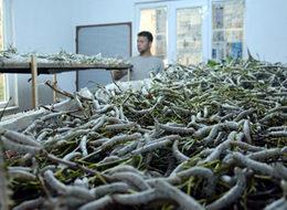 Evlerini "ipek böcekleri" ile paylaşıyorlar