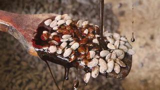 İlk defa yapıldı, seri üretime geçildi: Türk kahveli badem şekeri! 