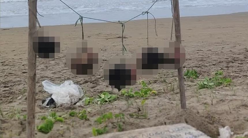 Balinaları izlemek i&ccedil;in turist akınına uğruyordu: O plajda korkun&ccedil; manzara! İpe asılı insan kafası bulundu